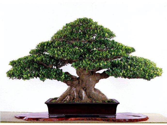 嫁接的榕树盆景怎么修剪视频,榕树盆景修剪后有汁液流怎么办