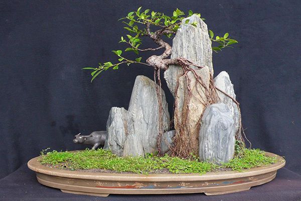 嫁接的榕树盆景怎么修剪视频,榕树盆景修剪后有汁液流怎么办