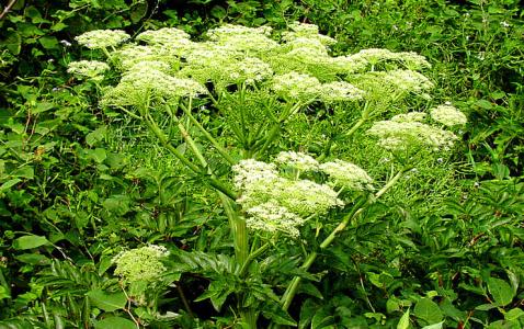 中医药调理妇科,调理妇科的草药