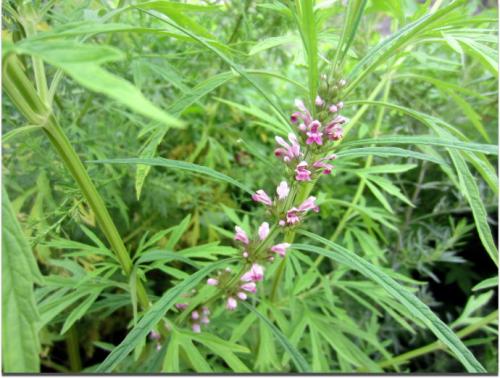 中医药调理妇科,调理妇科的草药