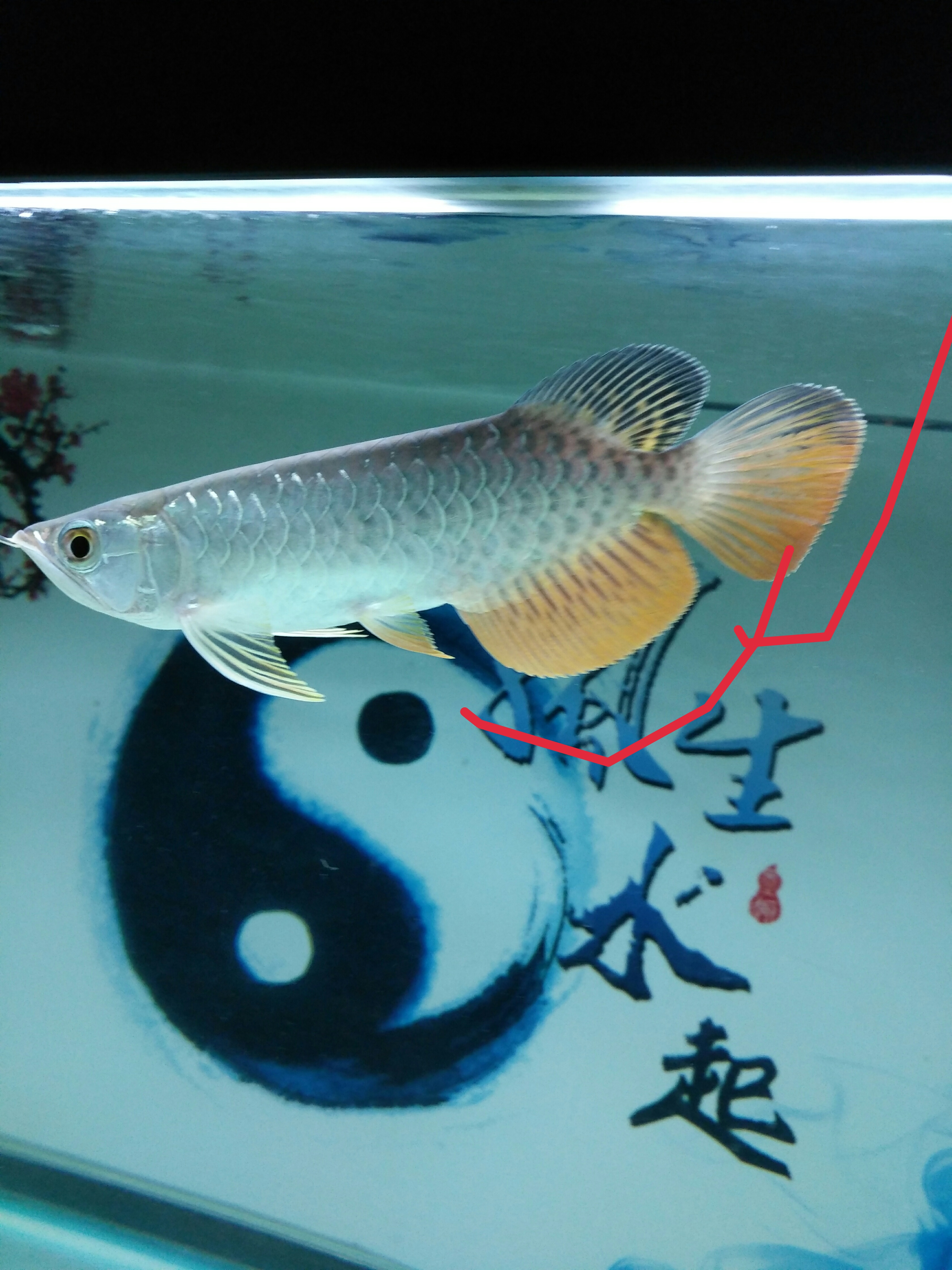 金龙鱼的修复能力到底有多强，看了你就会知道