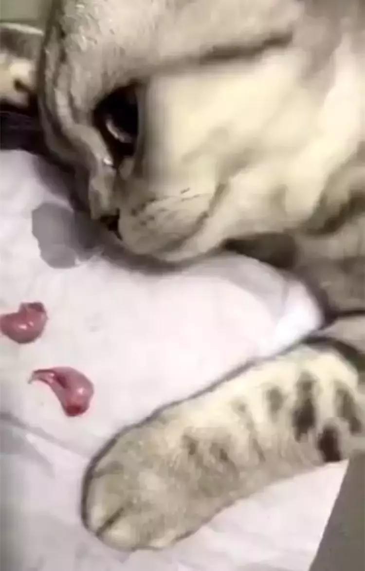 猫咪被割了的蛋去哪了,猫咪被割了怎么还有一个蛋