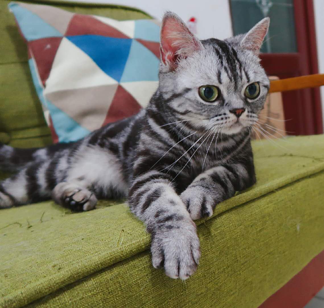 养猫咪觉得猫咪太烦了怎么办,养猫咪如何让猫不上床