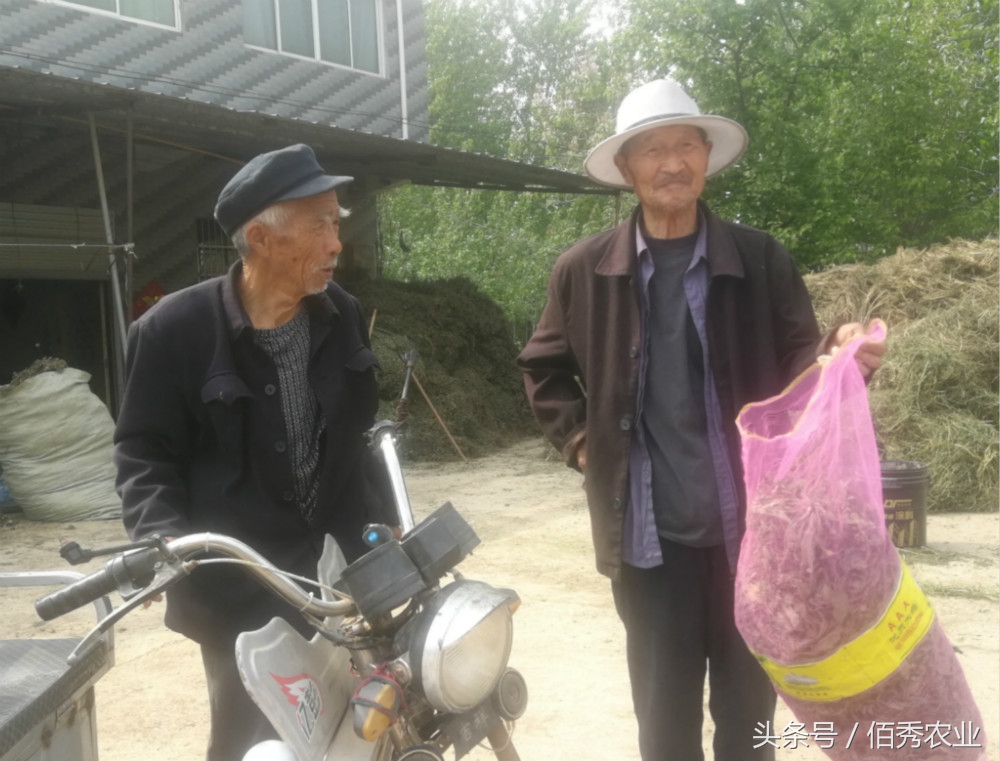 农村不起眼的杂草却是救命稻草,农村随处可见的杂草