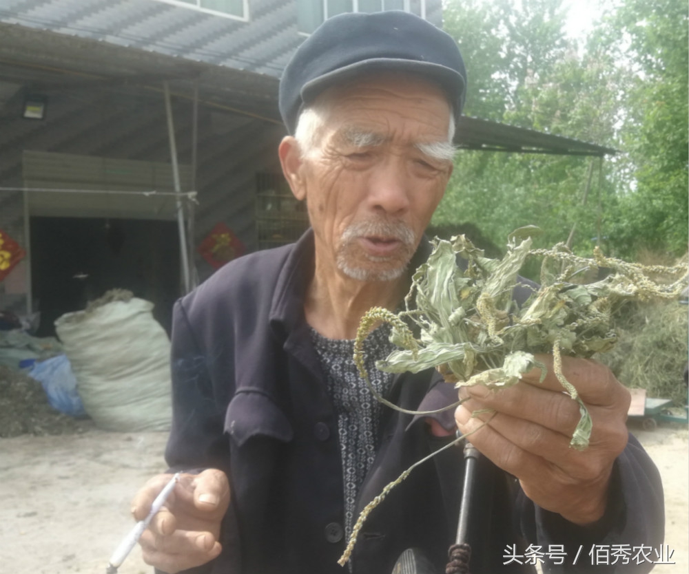 农村不起眼的杂草却是救命稻草,农村随处可见的杂草