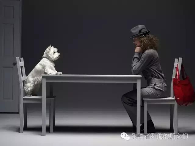 dogtalk閬涚嫍,dogtalk