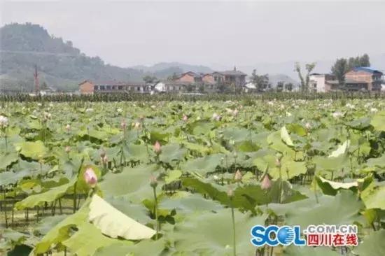 五一小长假尽情撒欢,2021五一川内游推荐