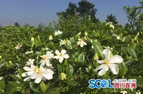 五一小长假尽情撒欢,2021五一川内游推荐