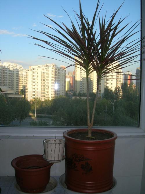 七彩千年木的风水作用，改善家居环境，好运来！