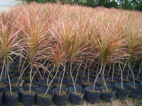 七彩千年木的风水作用，改善家居环境，好运来！