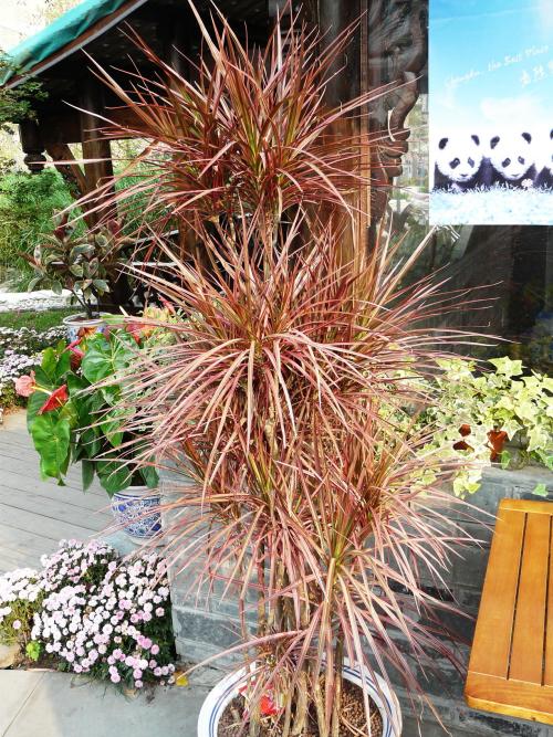 七彩千年木的风水作用，改善家居环境，好运来！