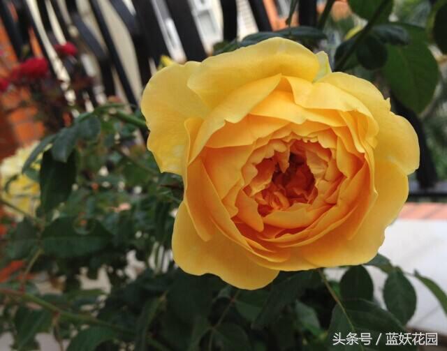 买了几天的月季蔫了怎么办,为什么月季刚长出新芽就又死掉了