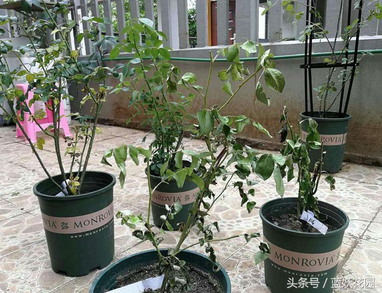 买了几天的月季蔫了怎么办,为什么月季刚长出新芽就又死掉了