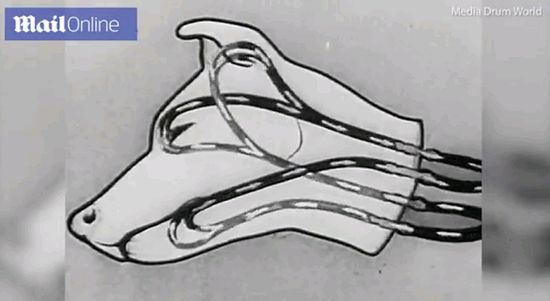 100多头猪被杀,一百多头猪被杀