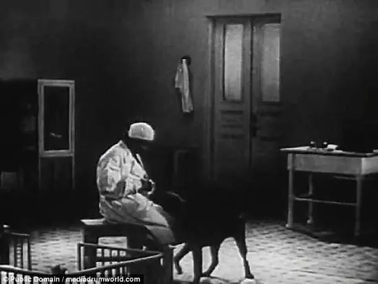 100多头猪被杀,一百多头猪被杀