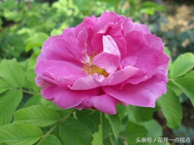 带刺的玫瑰花语,带刺的玫瑰花全集