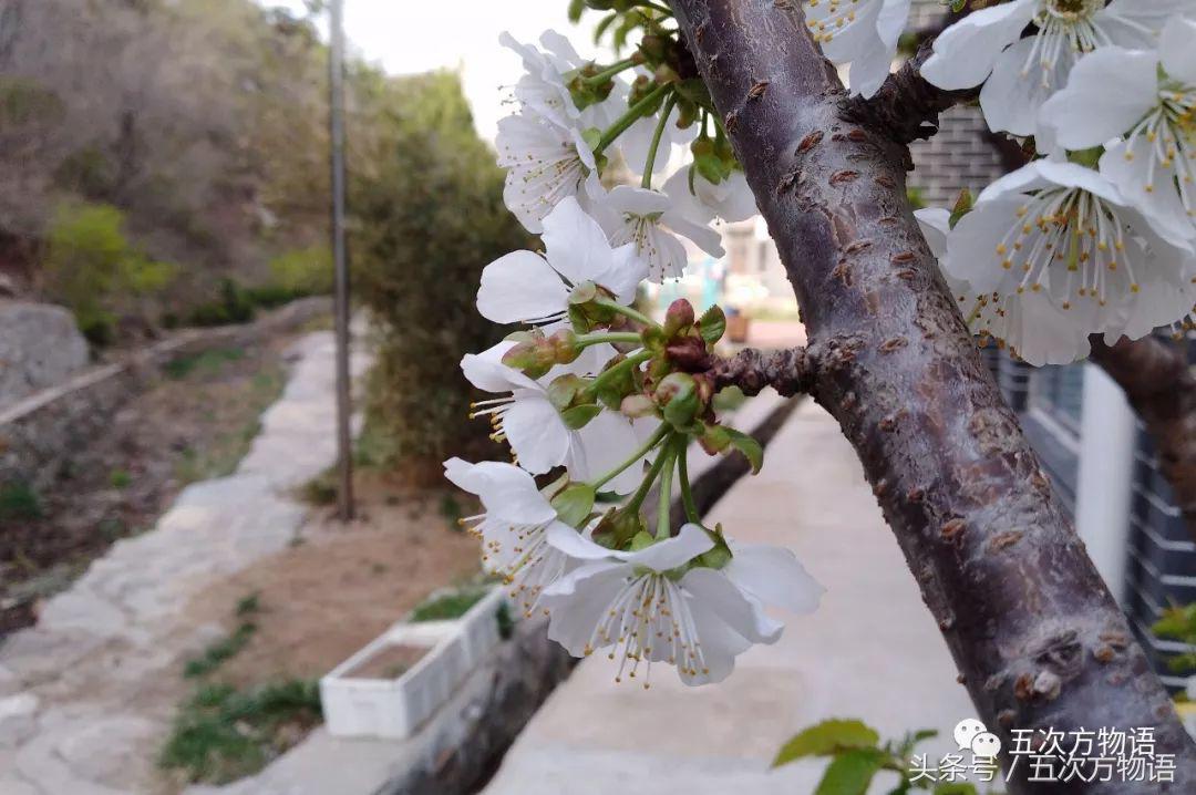 车厘子几月份成熟,车厘子的营养价值与作用