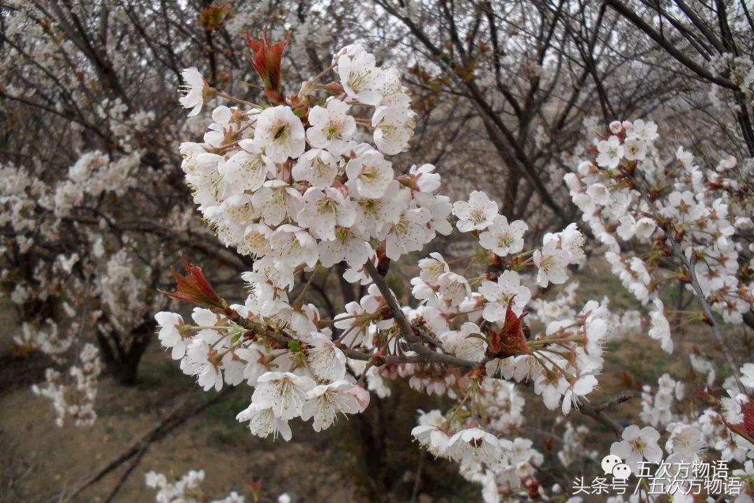 车厘子几月份成熟,车厘子的营养价值与作用