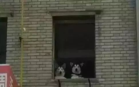 啊，春天~狗狗的交配全指南！