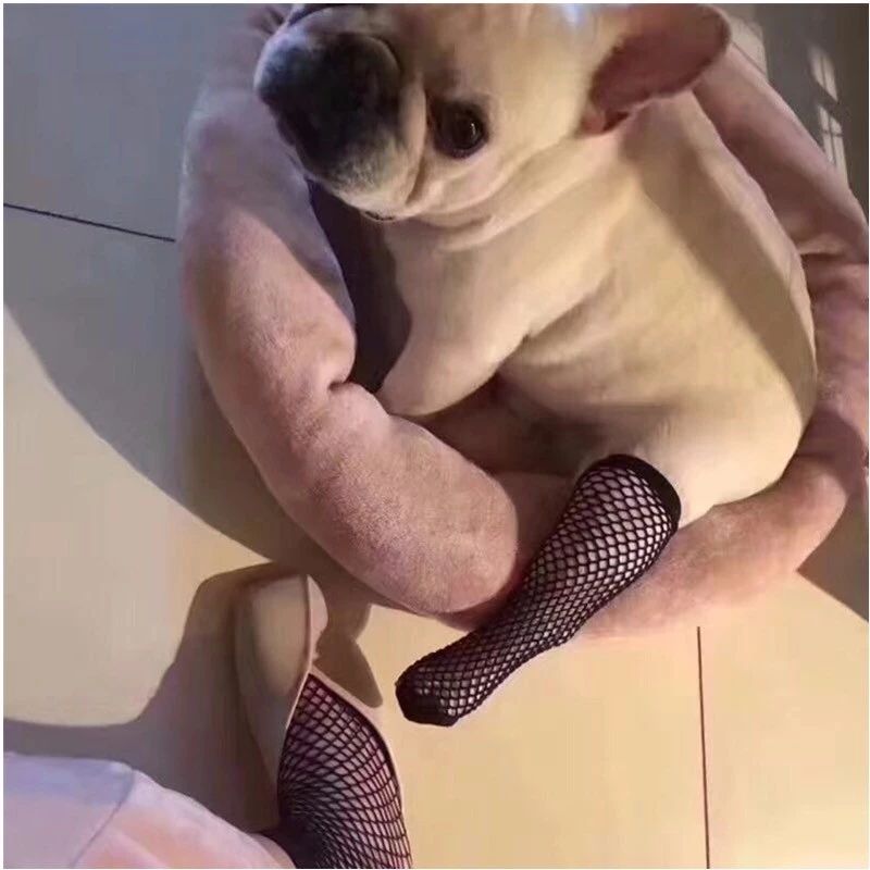 啊，春天~狗狗的交配全指南！