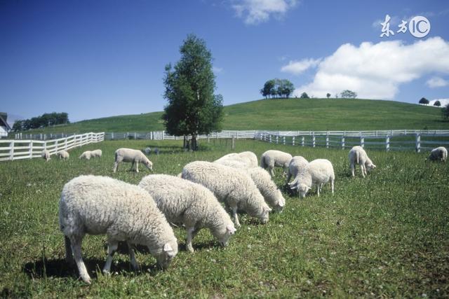 生肖羊一生的心思,生肖羊这辈子最需要的是什么