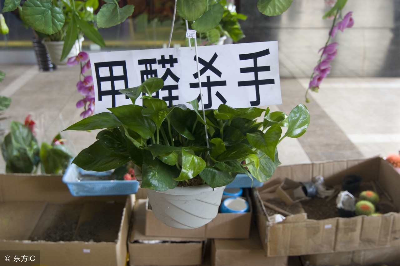 甲醛的危害有多大？预防甲醛危害的这5种方法你还不知道吗？