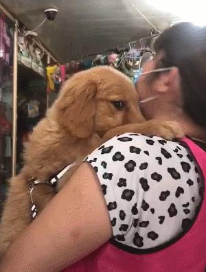 金毛被老姨强行亲,主人吻了金毛一下金毛反应