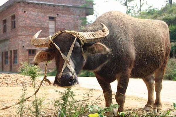 农村里养牛俗语“前裆能放斗,后裆放下手”,这样最适合耕地