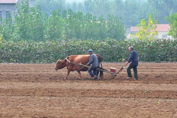 农村里养牛俗语“前裆能放斗,后裆放下手”,这样最适合耕地
