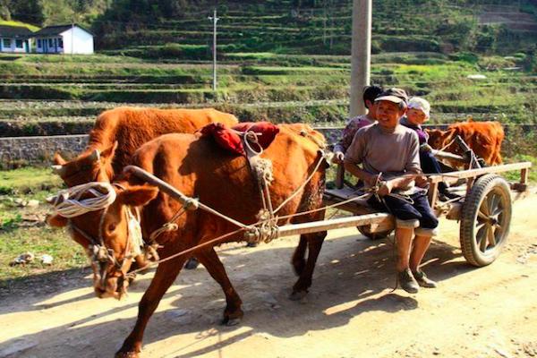 农村里养牛俗语“前裆能放斗,后裆放下手”,这样最适合耕地