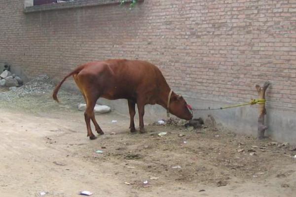 农村里养牛俗语“前裆能放斗,后裆放下手”,这样最适合耕地