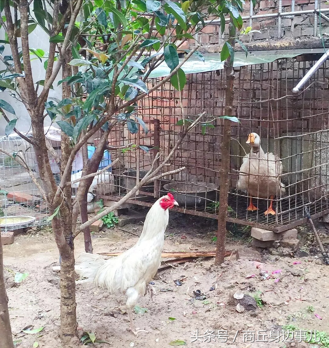 怀念老家的地锅,难忘家乡的黄土地