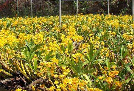 哪种人不适合吃铁皮石斛,铁皮石斛适合老年人吃吗