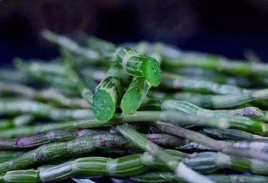 哪种人不适合吃铁皮石斛,铁皮石斛适合老年人吃吗