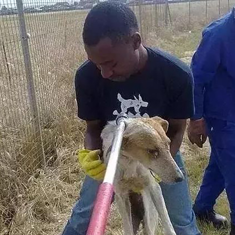 学校流浪狗死亡原因,学校流浪狗死亡后续