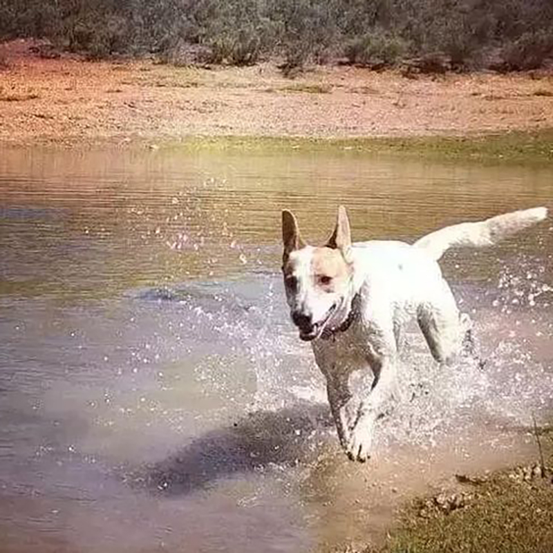 学校流浪狗死亡原因,学校流浪狗死亡后续