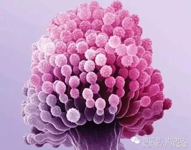 猪场霉菌毒素怎么解决,霉菌毒素猪场如何防治