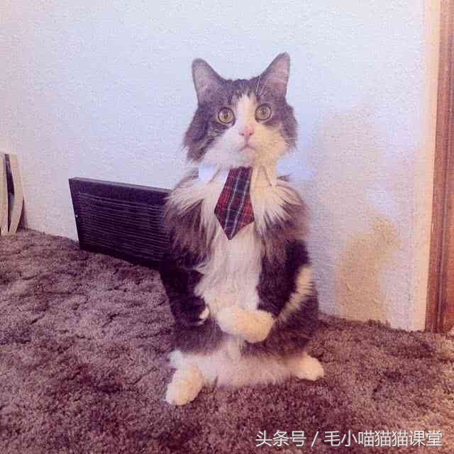 猫咪先天前腿残疾,猫咪前爪骨折自救方法