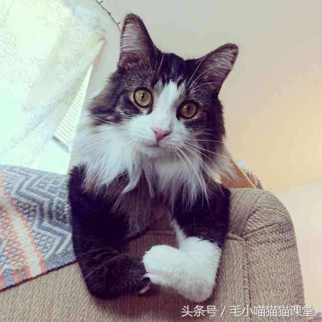 猫咪先天前腿残疾,猫咪前爪骨折自救方法