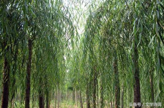 唯美春天里的杨柳诗词,杨柳的诗句古诗大全