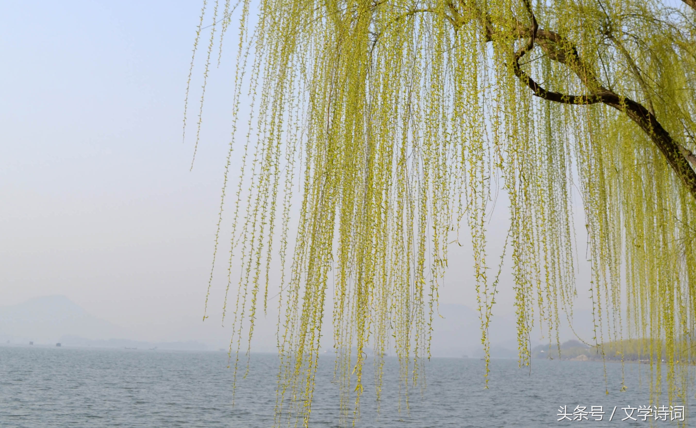 唯美春天里的杨柳诗词,杨柳的诗句古诗大全