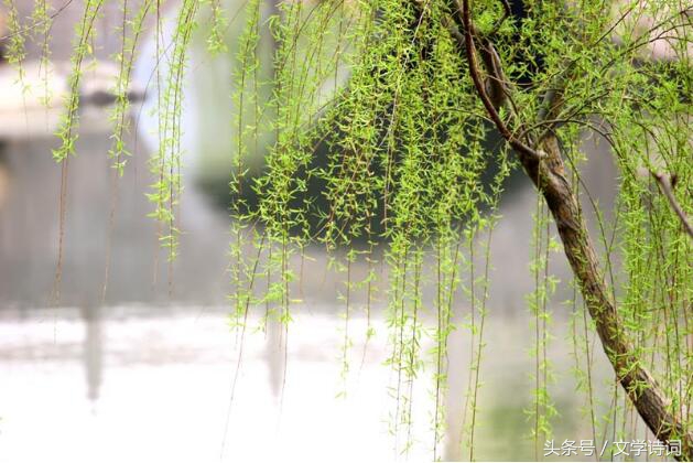 唯美春天里的杨柳诗词,杨柳的诗句古诗大全