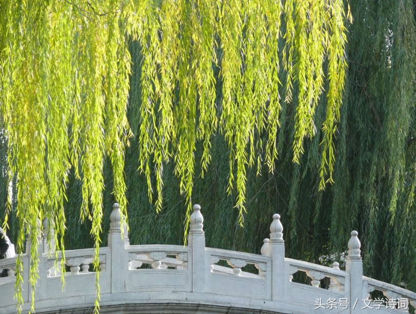 唯美春天里的杨柳诗词,杨柳的诗句古诗大全