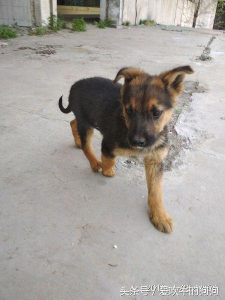 德牧串多少钱,德牧串值得入手吗