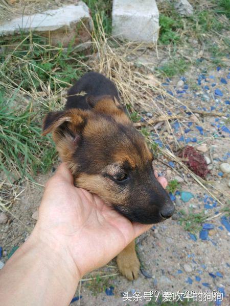 德牧串多少钱,德牧串值得入手吗