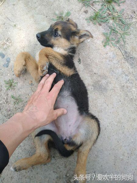 德牧串多少钱,德牧串值得入手吗