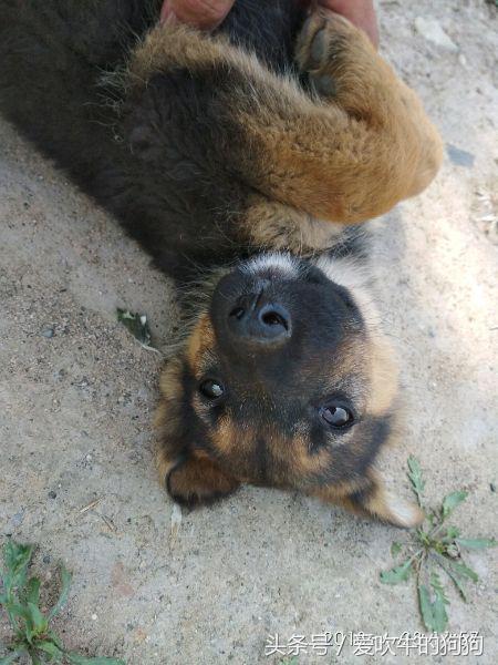 德牧串多少钱,德牧串值得入手吗