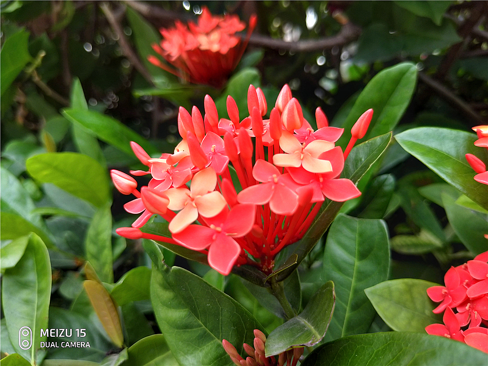 魅族15性能体验,用魅族拍照