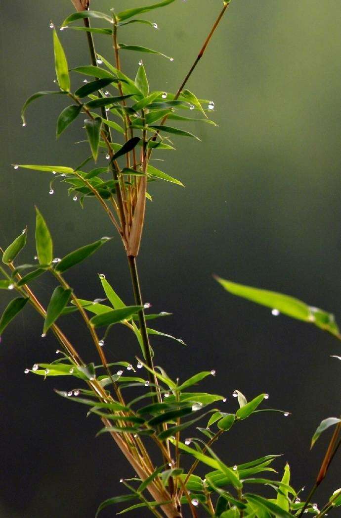 有关描写竹子的诗句古诗大全,关于竹子的诗句古诗及注释