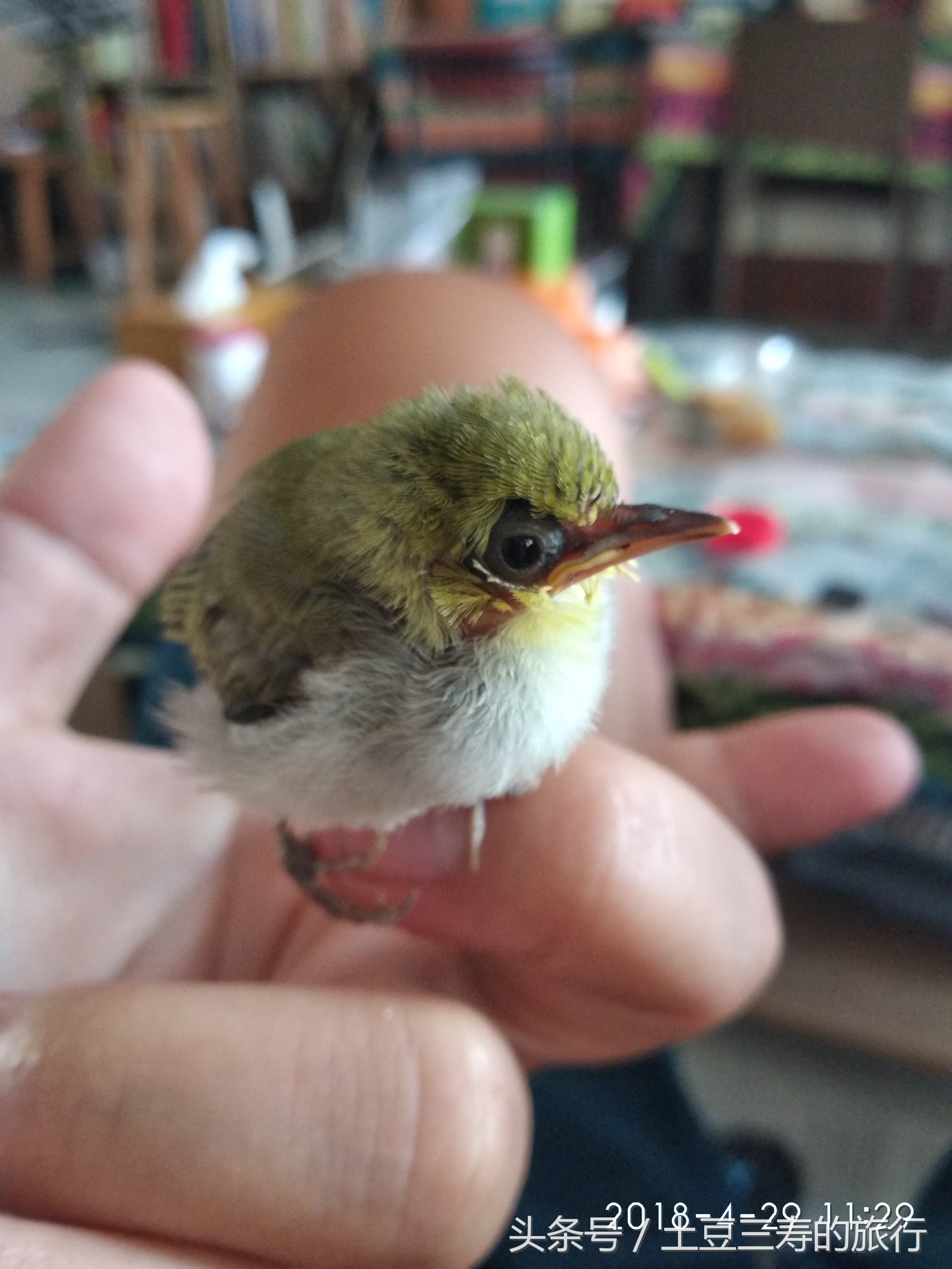 养雏鸟视频教程,怎么养雏鸟最好